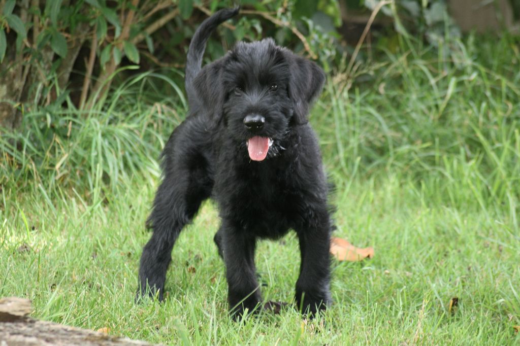 Du Clos d'Arcis - Bientôt des chiots Au Clos d'Arcis